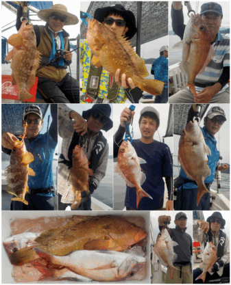 アコウ 真鯛