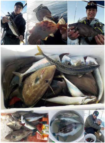 うまづらはぎ アジ