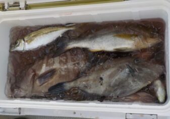 うまづらはぎ マハタ