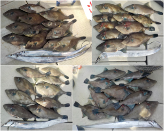 うまづらはぎ 太刀魚