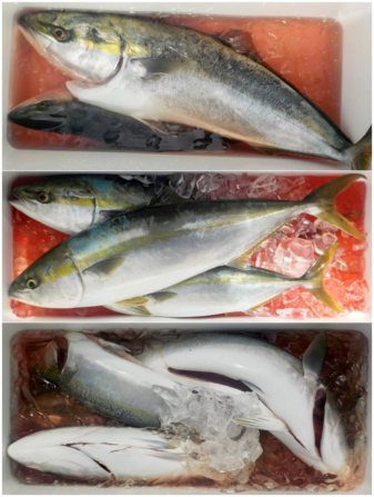 青物