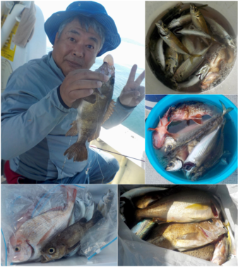 メバル アジ イサキ